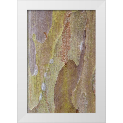 Bark of Crape Myrtle tree White Modern Wood Framed Art Print by Engelbrecht, Lisa S.