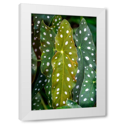 Begonia Maculata-Polka dot Begonia White Modern Wood Framed Art Print by Engelbrecht, Lisa S.