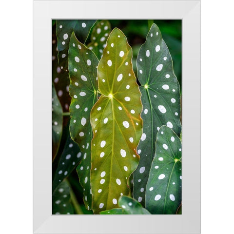 Begonia Maculata-Polka dot Begonia White Modern Wood Framed Art Print by Engelbrecht, Lisa S.