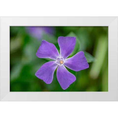Bigleaf Periwinkle White Modern Wood Framed Art Print by Engelbrecht, Lisa S.