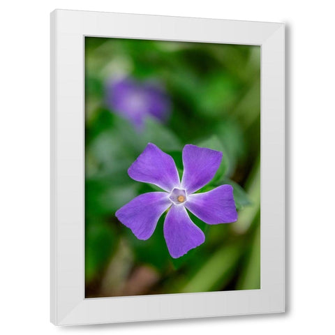 Bigleaf Periwinkle White Modern Wood Framed Art Print by Engelbrecht, Lisa S.