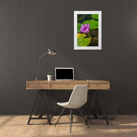 Blue Cape Water lily White Modern Wood Framed Art Print by Engelbrecht, Lisa S.