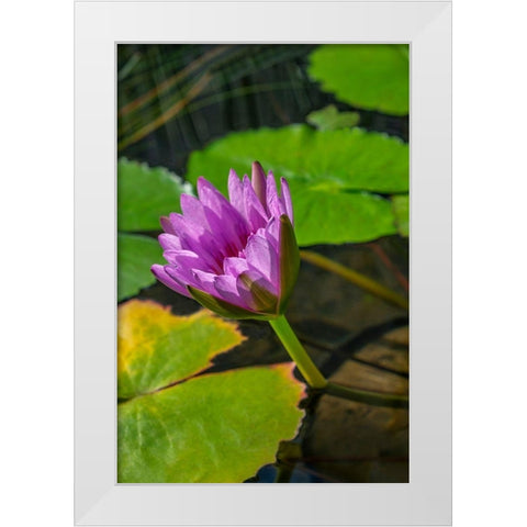 Blue Cape Water lily White Modern Wood Framed Art Print by Engelbrecht, Lisa S.