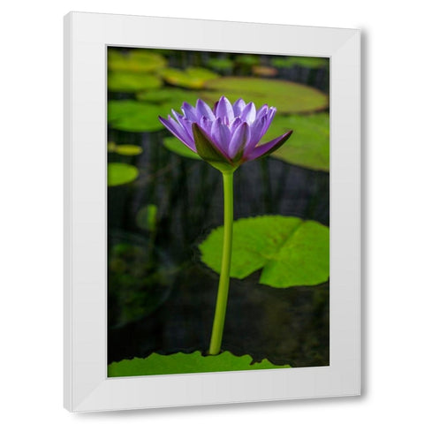 Blue Cape Water lily White Modern Wood Framed Art Print by Engelbrecht, Lisa S.