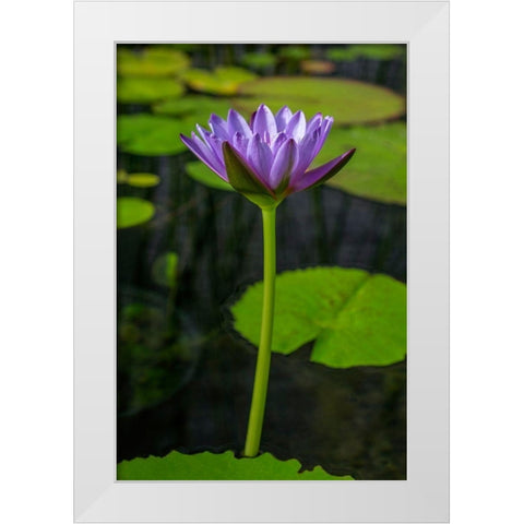 Blue Cape Water lily White Modern Wood Framed Art Print by Engelbrecht, Lisa S.