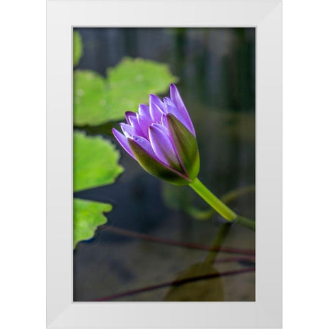 Blue Cape Water lily White Modern Wood Framed Art Print by Engelbrecht, Lisa S.