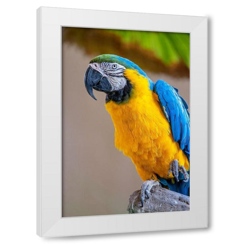 Blue-and-yellow Macaw White Modern Wood Framed Art Print by Engelbrecht, Lisa S.