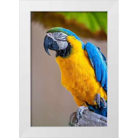 Blue-and-yellow Macaw White Modern Wood Framed Art Print by Engelbrecht, Lisa S.