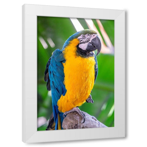 Blue-and-yellow Macaw White Modern Wood Framed Art Print by Engelbrecht, Lisa S.