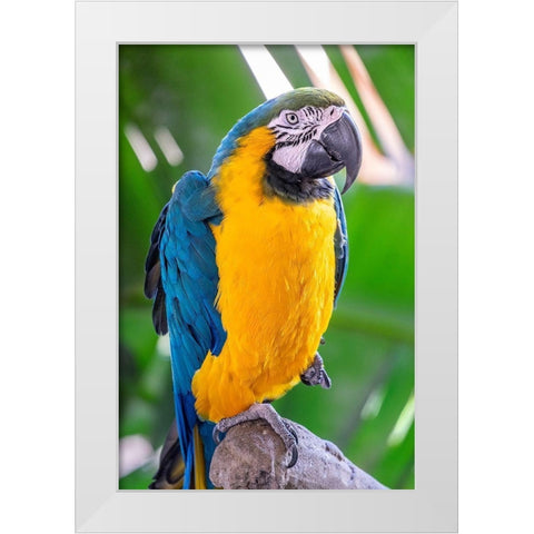 Blue-and-yellow Macaw White Modern Wood Framed Art Print by Engelbrecht, Lisa S.