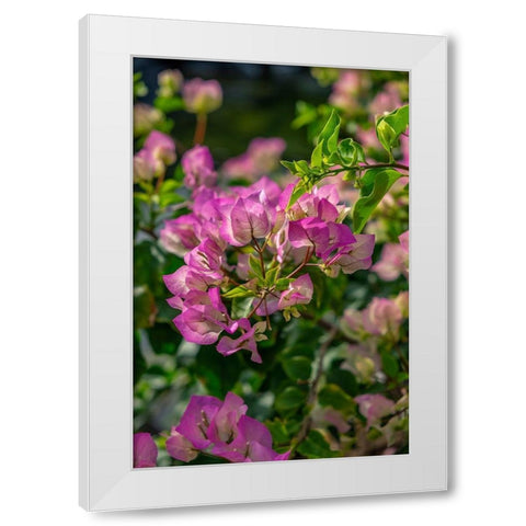 Bougainvillea White Modern Wood Framed Art Print by Engelbrecht, Lisa S.