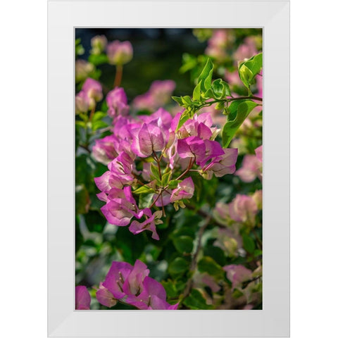 Bougainvillea White Modern Wood Framed Art Print by Engelbrecht, Lisa S.