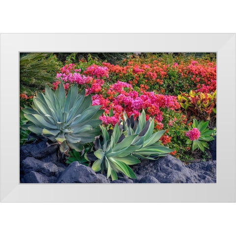 Bougainvillea in tropical garden White Modern Wood Framed Art Print by Engelbrecht, Lisa S.