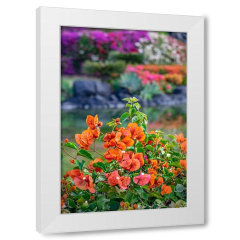 Bougainvillea in tropical garden White Modern Wood Framed Art Print by Engelbrecht, Lisa S.