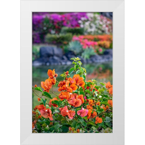Bougainvillea in tropical garden White Modern Wood Framed Art Print by Engelbrecht, Lisa S.