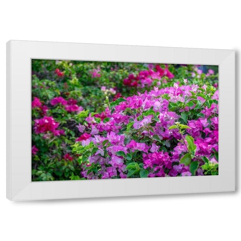 Bougainvillea in tropical garden White Modern Wood Framed Art Print by Engelbrecht, Lisa S.