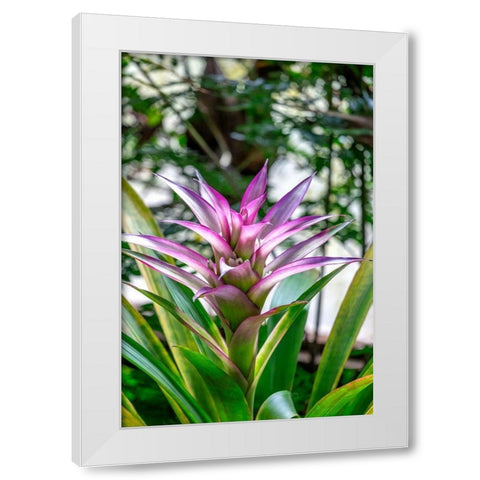 Bromeliad White Modern Wood Framed Art Print by Engelbrecht, Lisa S.