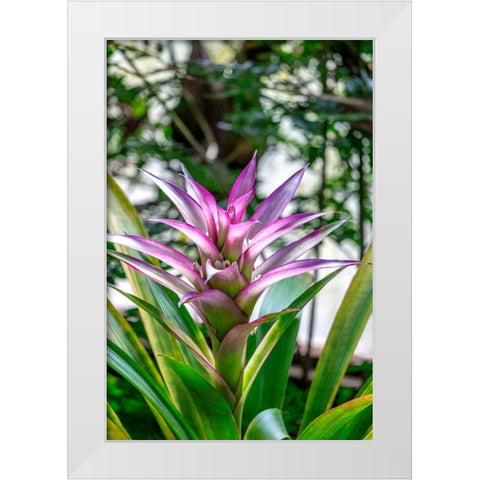 Bromeliad White Modern Wood Framed Art Print by Engelbrecht, Lisa S.