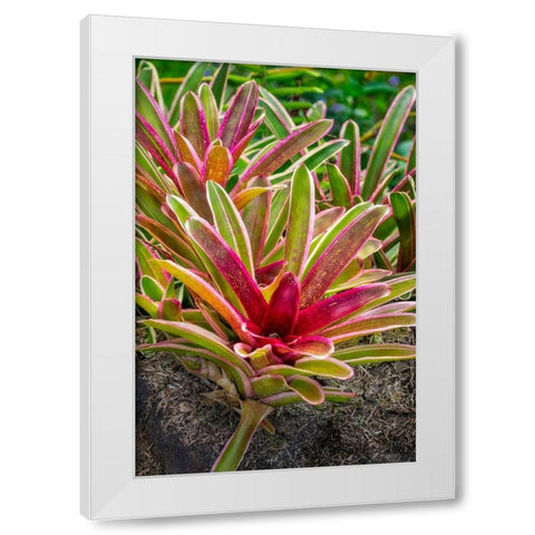 Bromeliad White Modern Wood Framed Art Print by Engelbrecht, Lisa S.