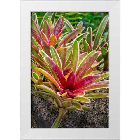 Bromeliad White Modern Wood Framed Art Print by Engelbrecht, Lisa S.