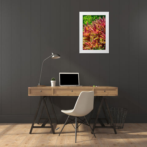 Bromeliad White Modern Wood Framed Art Print by Engelbrecht, Lisa S.