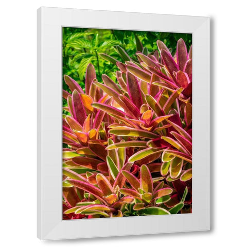 Bromeliad White Modern Wood Framed Art Print by Engelbrecht, Lisa S.