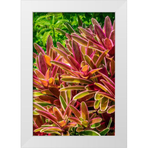 Bromeliad White Modern Wood Framed Art Print by Engelbrecht, Lisa S.