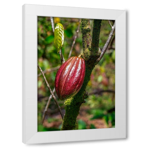 Cacao fruit White Modern Wood Framed Art Print by Engelbrecht, Lisa S.