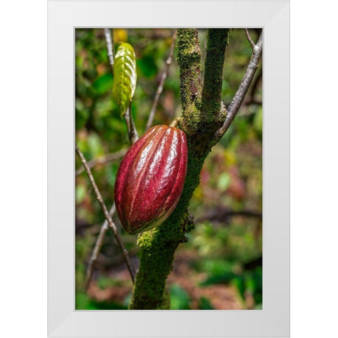 Cacao fruit White Modern Wood Framed Art Print by Engelbrecht, Lisa S.