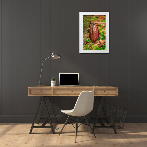 Cacao fruit White Modern Wood Framed Art Print by Engelbrecht, Lisa S.