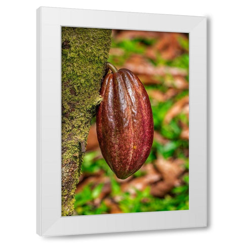 Cacao fruit White Modern Wood Framed Art Print by Engelbrecht, Lisa S.