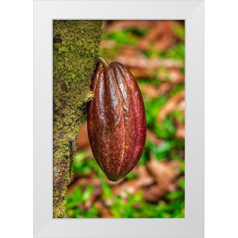 Cacao fruit White Modern Wood Framed Art Print by Engelbrecht, Lisa S.
