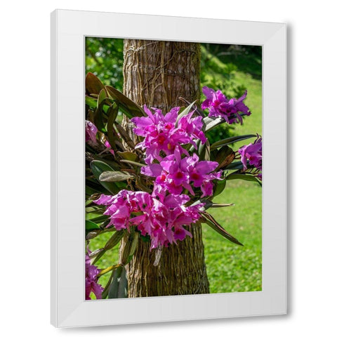 Cattleya Orchid White Modern Wood Framed Art Print by Engelbrecht, Lisa S.