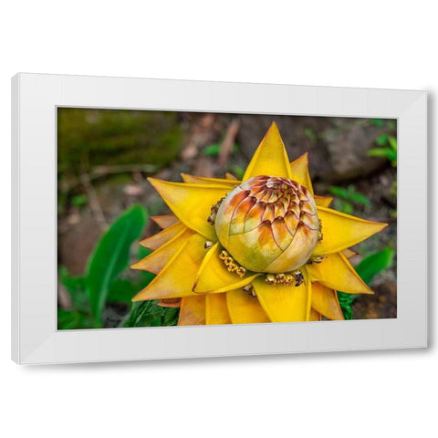 Chinese dwarf banana plant White Modern Wood Framed Art Print by Engelbrecht, Lisa S.