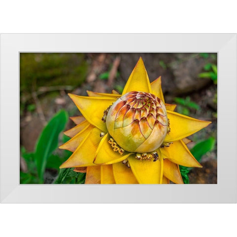 Chinese dwarf banana plant White Modern Wood Framed Art Print by Engelbrecht, Lisa S.
