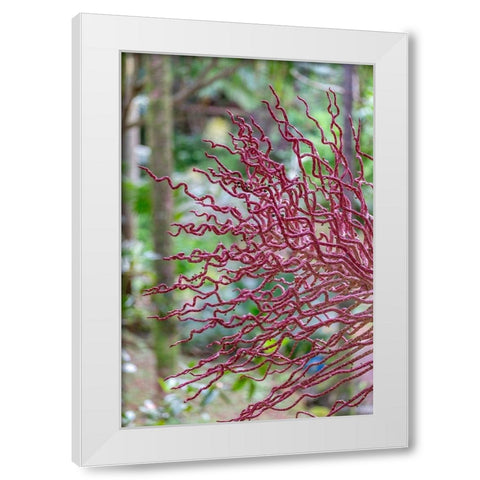 Coral-like inflorescence on palm tree White Modern Wood Framed Art Print by Engelbrecht, Lisa S.