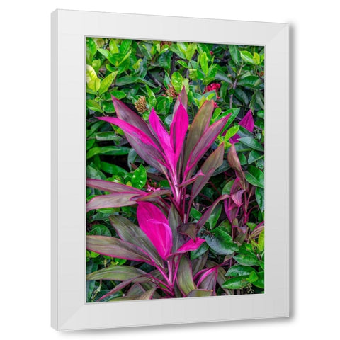 Cordyline fruticosa-Ti plant White Modern Wood Framed Art Print by Engelbrecht, Lisa S.