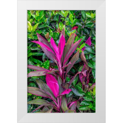 Cordyline fruticosa-Ti plant White Modern Wood Framed Art Print by Engelbrecht, Lisa S.