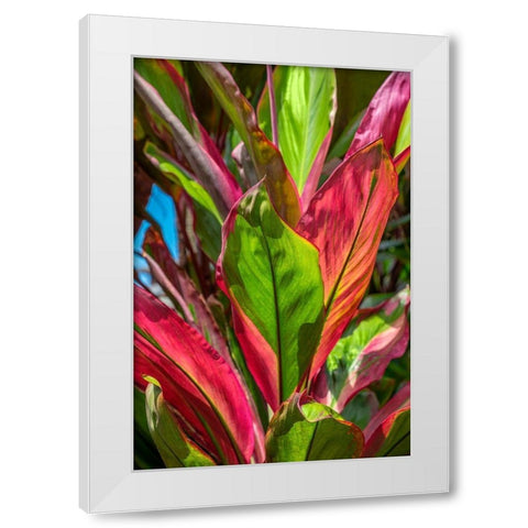 Cordyline fruticosa-Ti plant White Modern Wood Framed Art Print by Engelbrecht, Lisa S.