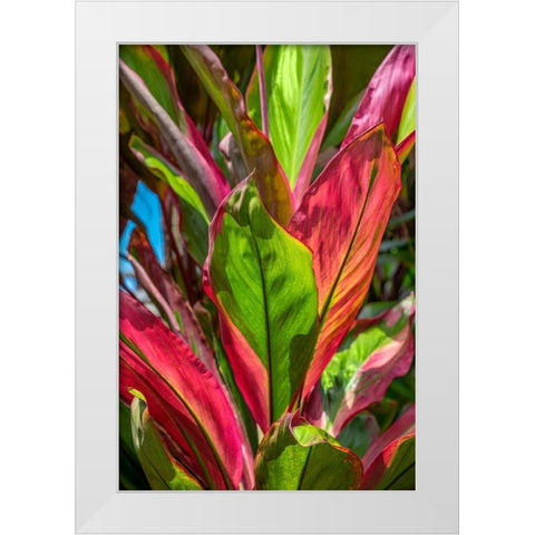 Cordyline fruticosa-Ti plant White Modern Wood Framed Art Print by Engelbrecht, Lisa S.
