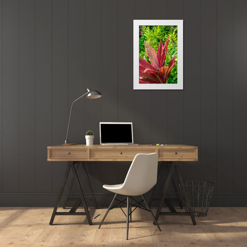 Cordyline fruticosa-Ti plant White Modern Wood Framed Art Print by Engelbrecht, Lisa S.