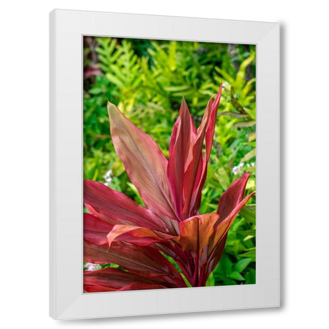 Cordyline fruticosa-Ti plant White Modern Wood Framed Art Print by Engelbrecht, Lisa S.