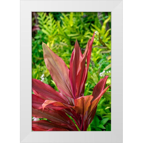 Cordyline fruticosa-Ti plant White Modern Wood Framed Art Print by Engelbrecht, Lisa S.