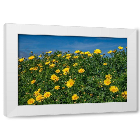 Crown daisy White Modern Wood Framed Art Print by Engelbrecht, Lisa S.