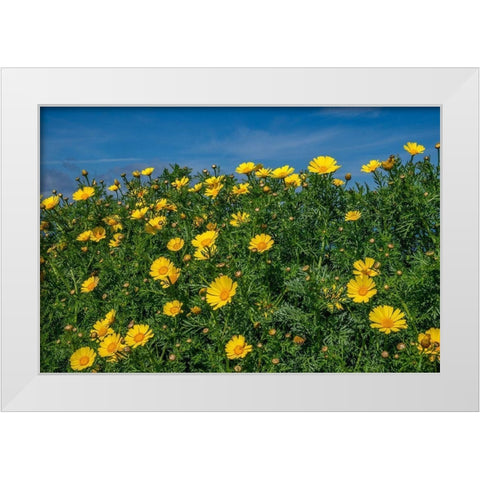 Crown daisy White Modern Wood Framed Art Print by Engelbrecht, Lisa S.