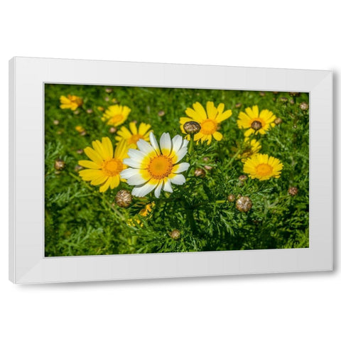 Crown daisy White Modern Wood Framed Art Print by Engelbrecht, Lisa S.
