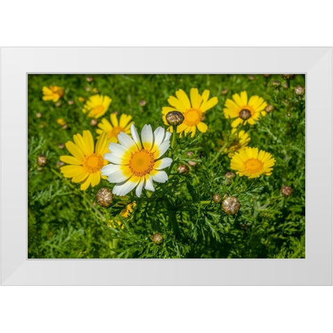Crown daisy White Modern Wood Framed Art Print by Engelbrecht, Lisa S.