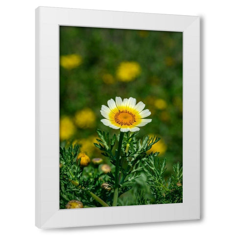 Crown daisy White Modern Wood Framed Art Print by Engelbrecht, Lisa S.