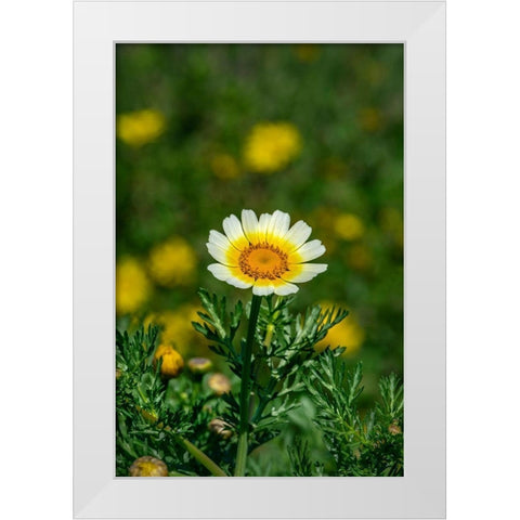 Crown daisy White Modern Wood Framed Art Print by Engelbrecht, Lisa S.