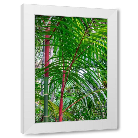 Cyrtostachys renda-palm tree White Modern Wood Framed Art Print by Engelbrecht, Lisa S.